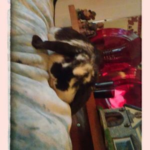 Meet your Posher, Holly